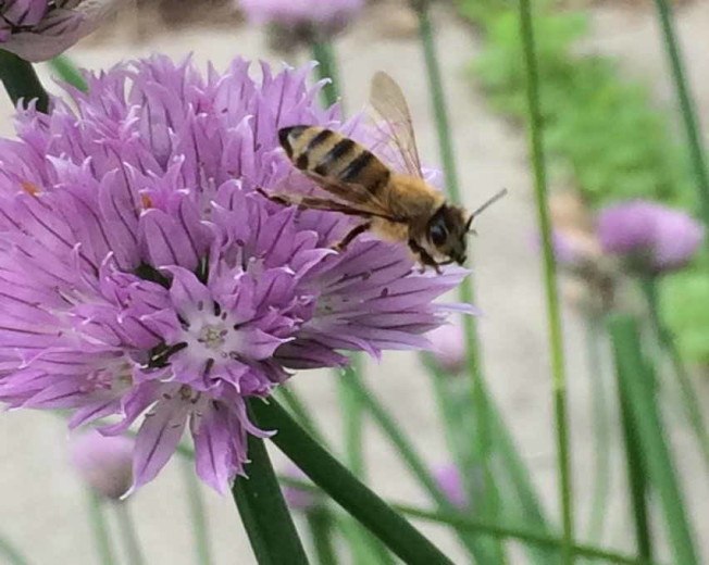 Bees Have Feelings Too! A Bee Education