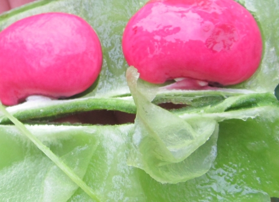 The different types of seeds.